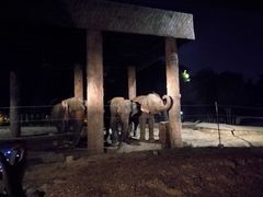 -清迈夜间动物园