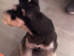 -百好乐宠物友好餐厅(朝外大街店)