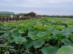 -荷塘月色湿地公园·向阳花洲