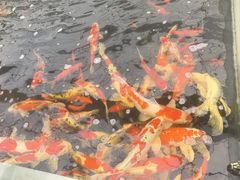 -菊园百果园