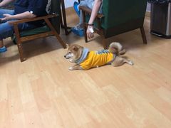 -猫色咖啡·猫咖
