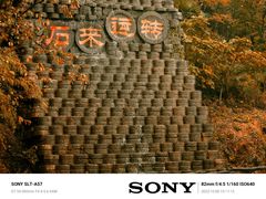 -千年银杏谷文化旅游区