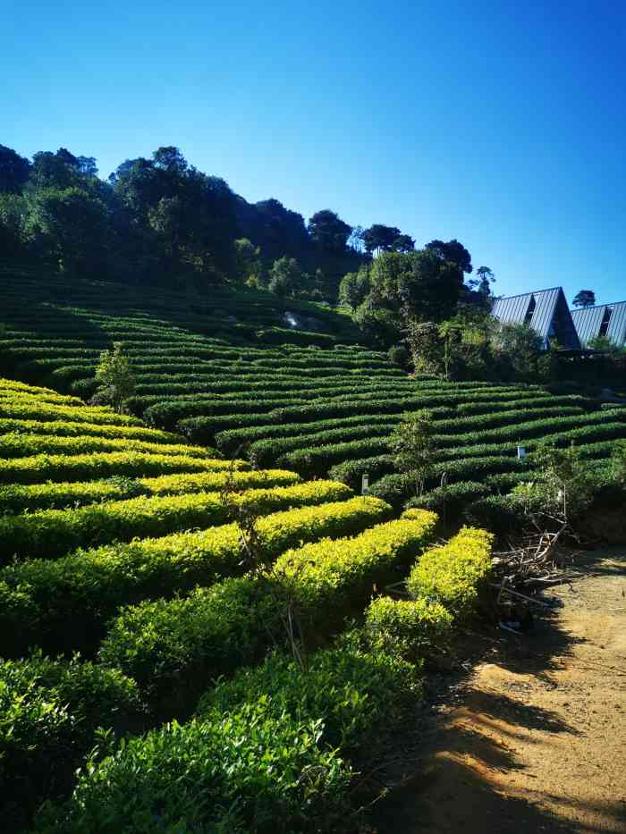 壹山大罗山茶园-"在清远大罗山7215有一座海拔520米7315,.