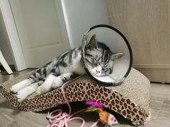 -伟伟宠物医院·CT影像中心·瑞派犬猫综合性门诊(汉口总院)
