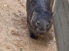 -费瑟代尔野生动物园