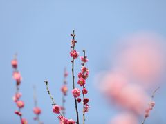 -无锡梅园公园