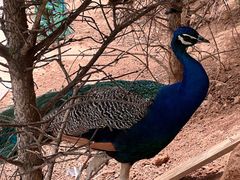 -青藏高原野生动物园