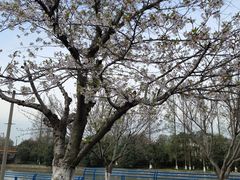 -高东镇樱花园