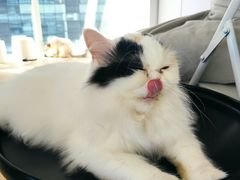 -米宠家·撸猫猫咖小萌宠·猫咪洗澡·猫咪寄养(高新大都荟店)