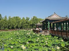-莲花池公园
