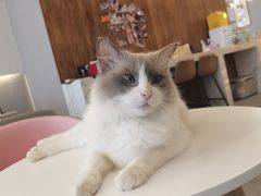 -喵喵咪呀布偶猫咖(春熙路店)