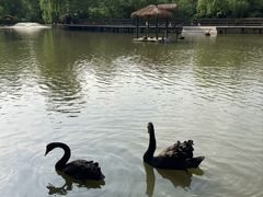 -溱湖国家湿地公园