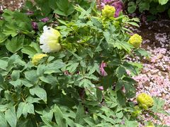 -洛阳市隋唐城遗址植物园