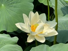 -莲池书院博物馆