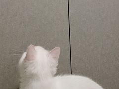 -瑞派康怡24h宠物医院·犬猫医疗中心·微创绝育(瑞景分院)