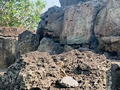-海口火山口国家地质公园