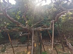 -草庵摩尼教遗址公园