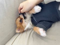 -怪兽屋·羊驼·猫咖·狗咖(俊华广场店)