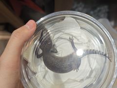 -酷以爬仙阁实体爬宠店·守宫·蜥蜴·专业繁育