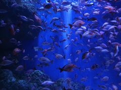 -成都浩海立方海洋公园