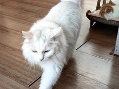 -有猫主题·治愈系猫咖(曾厝垵店)