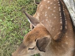 -前小桔亲子创意农场·草莓采摘·露营烧烤