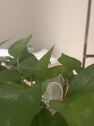 -Dr.林醫生产后修复·配方产康店(南京大厂店)