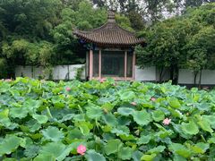 -莲湖公园