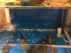水产区-小湘旺臭鳜鱼(百子湾店)