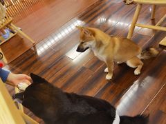 -豆柴町-柴犬主题狗咖(红鼎国际C座店)