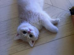 -猫十亿·布偶金渐层·曼基康矮脚猫舍(青年路店)