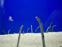 -上海海洋水族馆