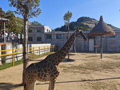 -西霞口神雕山野生动物世界