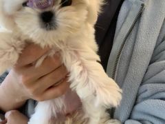 -宠爱多约克夏马尔济斯泰迪小型犬专卖