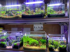 -花鸟鱼虫鲜花绿植市场(玉泉路店)