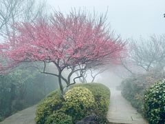 -杭州半山国家森林公园