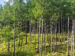 -莫尔道嘎国家森林公园