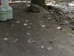 -火炉山森林公园