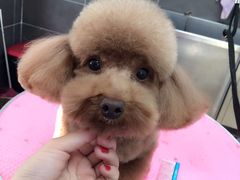-瑞派·关忠动物医院·猫专科·犬专科(三环新城店)