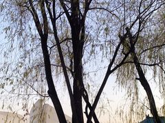 -野鸭湖国家湿地公园