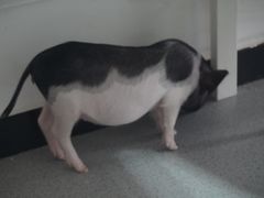 -我爱猫咪·猫咖·狗咖·安哥拉兔·羊驼咖(小寨华旗店)