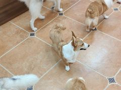 -柯斗斗主题餐厅·狗咖·围炉煮茶·茶饮(国瑞升平里店)