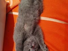 -糯米喵星人总部直营旗舰店·猫舍·幼猫出售