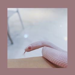 -Moni星球萌宠·小马宝莉·灵蛇·高端高阶全萌宠互动体验俱乐部(红豆国际广场店)