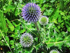 -白草畔自然风景区