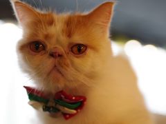 -共舞时光猫咖·狗咖(新街口店)