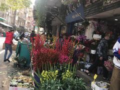 -溪岸路花鸟市场