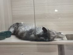 -飞行喵MR PILOT|猫舍·猫咖(静安大融城店)