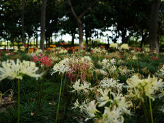 -白塘生态植物园