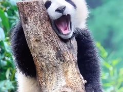 -卧龙中华大熊猫苑神树坪基地